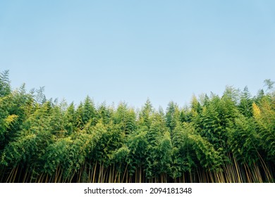 Juknokwon green bamboo forest in Damyang, Korea - Powered by Shutterstock