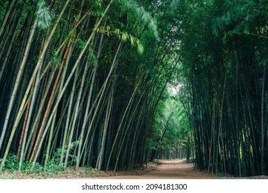Juknokwon green bamboo forest road in Damyang, Korea