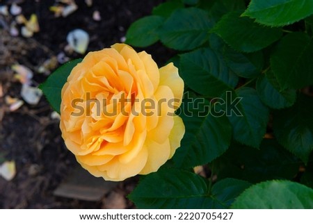 Julia Child Roses - absolutely Fabulous rose, golden floribunda rose blooming with yellow flowers in garden or park at spring