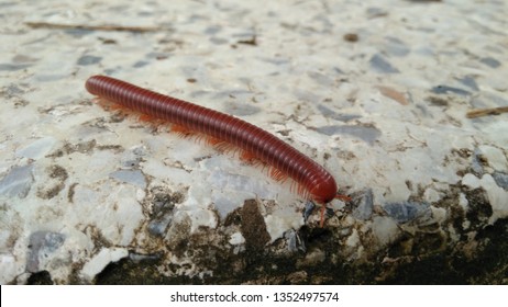 Julida is an order of millipedes. Centipede on the road in Thailand. Dangerous insect