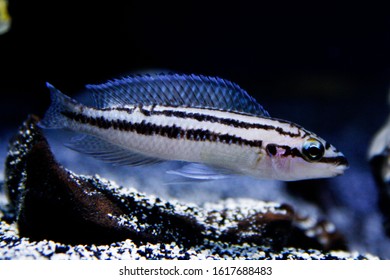 julidochromis dickfeldi