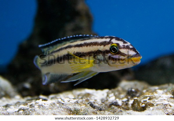 julidochromis dickfeldi