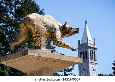 July 13, 2019 Berkeley / CA / USA - Golden Bear Statue On UC Berkeley Campus, Symbol Of UC Berkeley And Its Athletic Teams, The California Golden Bears; The Campanile (Sather Tower) In The Background