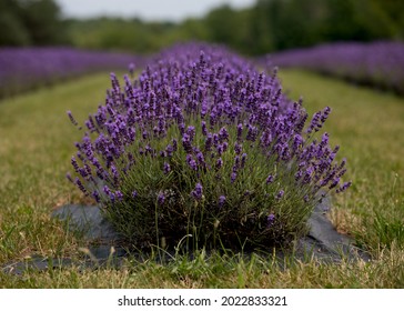 July Best Time To Visit Lavender Field In  Washington Island