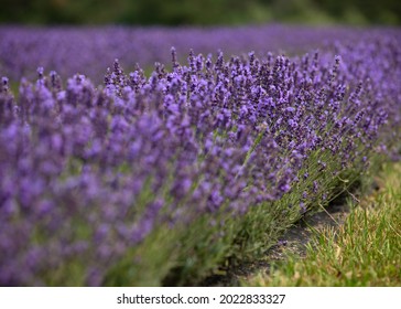 July Best Time To Visit Lavender Field In  Washington Island