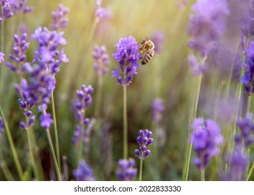 July Best Time To Visit Lavender Field In  Washington Island