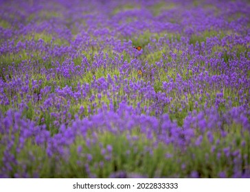 July Best Time To Visit Lavender Field In  Washington Island