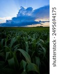 "July Corn"
© Aaron Groen 

Taken July 7 2024 8:42pm
 Huron, South Dakota
Canon EOS R5
Canon EF 16-35mmf2.8L III usm lens 
1 160s f4.5 100iso 16mm