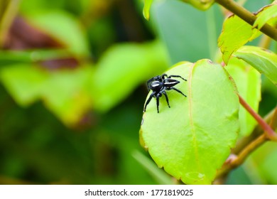 Jumbing Black Spider White Stripes Stock Photo 1771819025 | Shutterstock