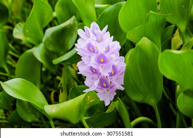 Jumbo Water Hyacinth 