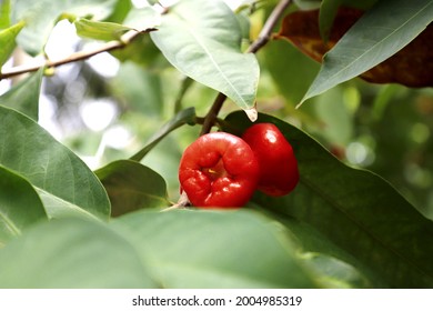 330 Jumbo berries Images, Stock Photos & Vectors | Shutterstock