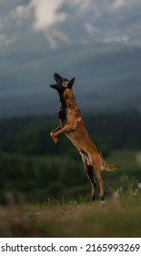 Jump For Food, K9 Training