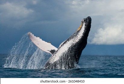 Jump Humpback Whale. Madagascar