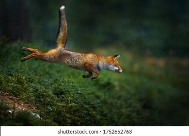 Jump. Orange Fur Coat Animal In The Nature Habitat. Fox On The Green Forest Habitat. Red Fox Jumping , Vulpes Vulpes, Wildlife Scene From Europe. Fox Running In The Snow. Action Scene From Nature.