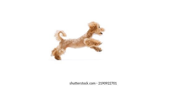 Jump. Playful Puppy, Little Maltipoo Dog Running, Playing Isolated Over White Background. Concept Of Care, Animal Life, Health, Show, Breed Of Dog. Copy Space For Ad