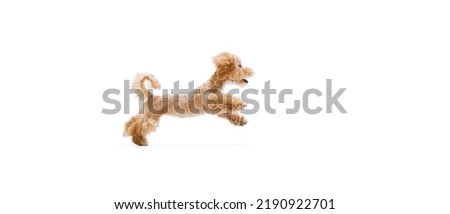 Jump. Playful puppy, little Maltipoo dog running, playing isolated over white background. Concept of care, animal life, health, show, breed of dog. Copy space for ad