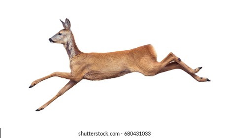Jump of the Roe Deer isolated on white.