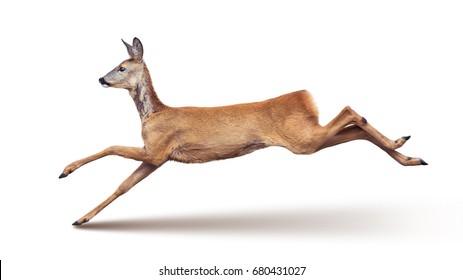 Jump of the Roe Deer (with shadow) isolated on white.