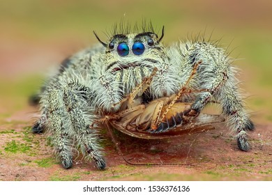 Jump Spider Hyllus Diardi Eating In Cuc Phuong National Park Viet Nam 