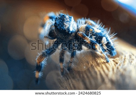 Jump spider, jumping spider phidippus regius animal arachnid group of spiders that constitute the family Salticidae Hyllus.