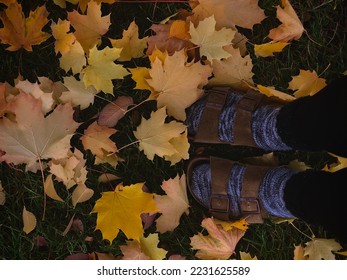 Jumped on the fall aesthetic bandwagon  - Shutterstock ID 2231625589