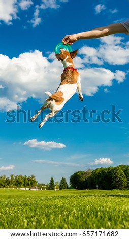 Lonely tip Animal Pet Dog
