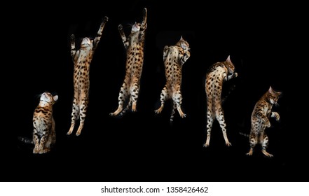 Jumping Bengal Cat