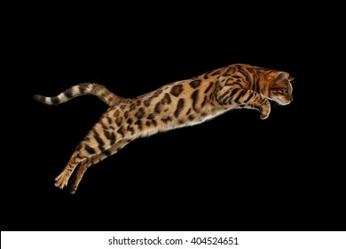 Jumping Bengal Male Cat on Black Isolated Background