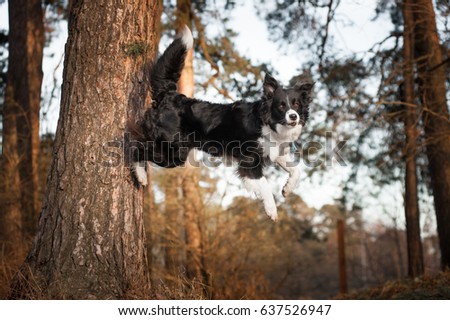 Jumping border collie