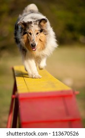 Jumping Border Collie On Agility Course