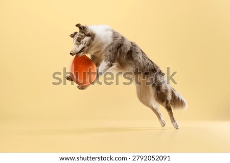 Jumping border collie with paws extended, catching orange disk 