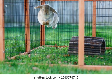 Jumping Bunny In The Garden
