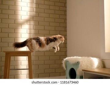 A Jumping Cat