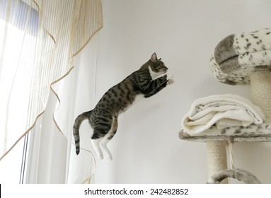 Jumping cat.