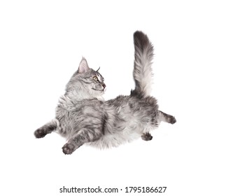 Jumping Cat Against White Background