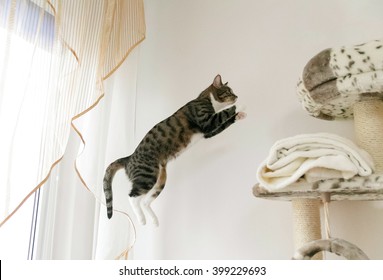 Jumping cat - better quality