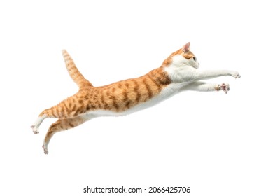 a jumping cat isolated on white background.