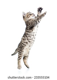 Jumping Cat Kitten Isolated On White Background