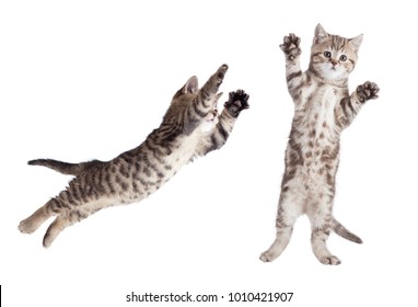 Jumping Cat Set Isolated