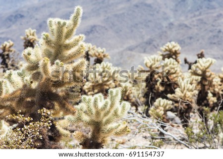 Jumping Cholla cactus (also known as Cylindropuntia) garden in Joshua Tree National Park