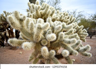 jumping cholla cactus