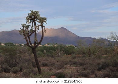 Jumping Cholla Cactus Standing In The Sonoran Desert Of Tucson Arizona Backdropped By Mountain Highlighted By The Sunrise.