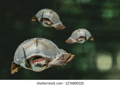 Jumping cool turtles on dark green background close-up. Underwater funny animals on showdown. Martial arts masters in dark forest. Cool fighters strikes. Dangerous guys goes on confrontation.