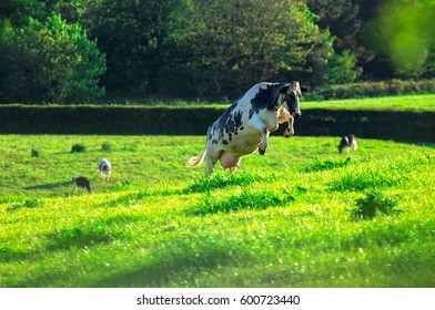 Jumping Cow