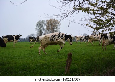 Jumping Cow on a  Green Field