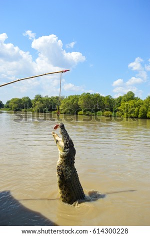 Jumping Crocodile
