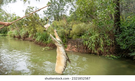 A jumping crocodile in Darwin, Australia.