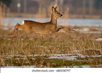 jumping deer