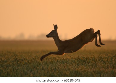 Jumping Deer