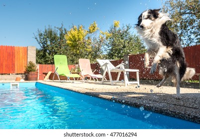 Jumping Dog (best Friend) Border Collie Playing With Water Splash From Swimming Pool, Hot Weather, Beautiful Summer Day